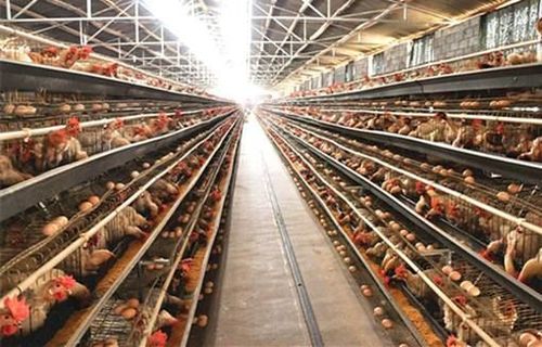 鸡饲料添加剂价格 优农康微生态饲料添加剂
